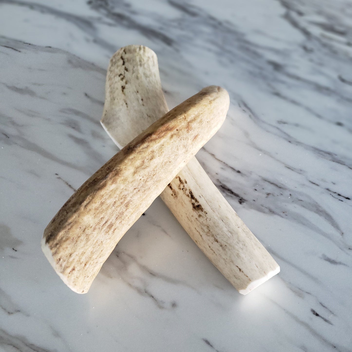 Medium whole elk antler dog chew for aggressive and heavy chewers