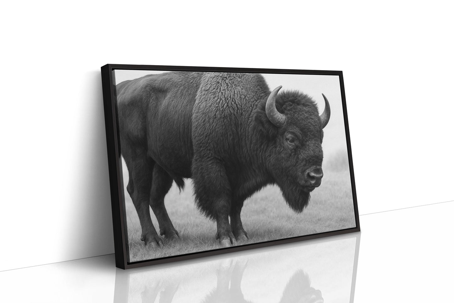 American Bison