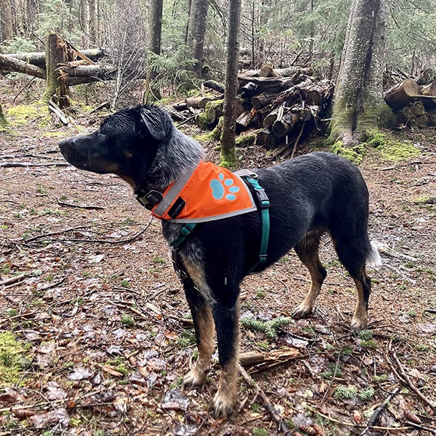 Orange Dog Bandana Chest Size 24.5 Inch Neck Size 22 inch Hi Visibility