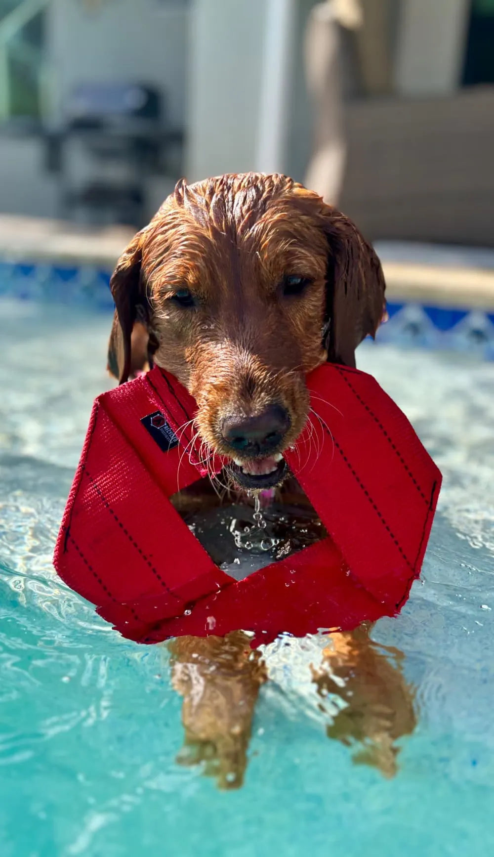 Fire Hose Dog FrisbeePet SuppliesFire Hose Dog Frisbee – Durable, Safe, and Built for Play
Treat your dog to a toy that’s as tough as it is fun. The Fire Hose Dog Frisbee is handcrafted in the USA f