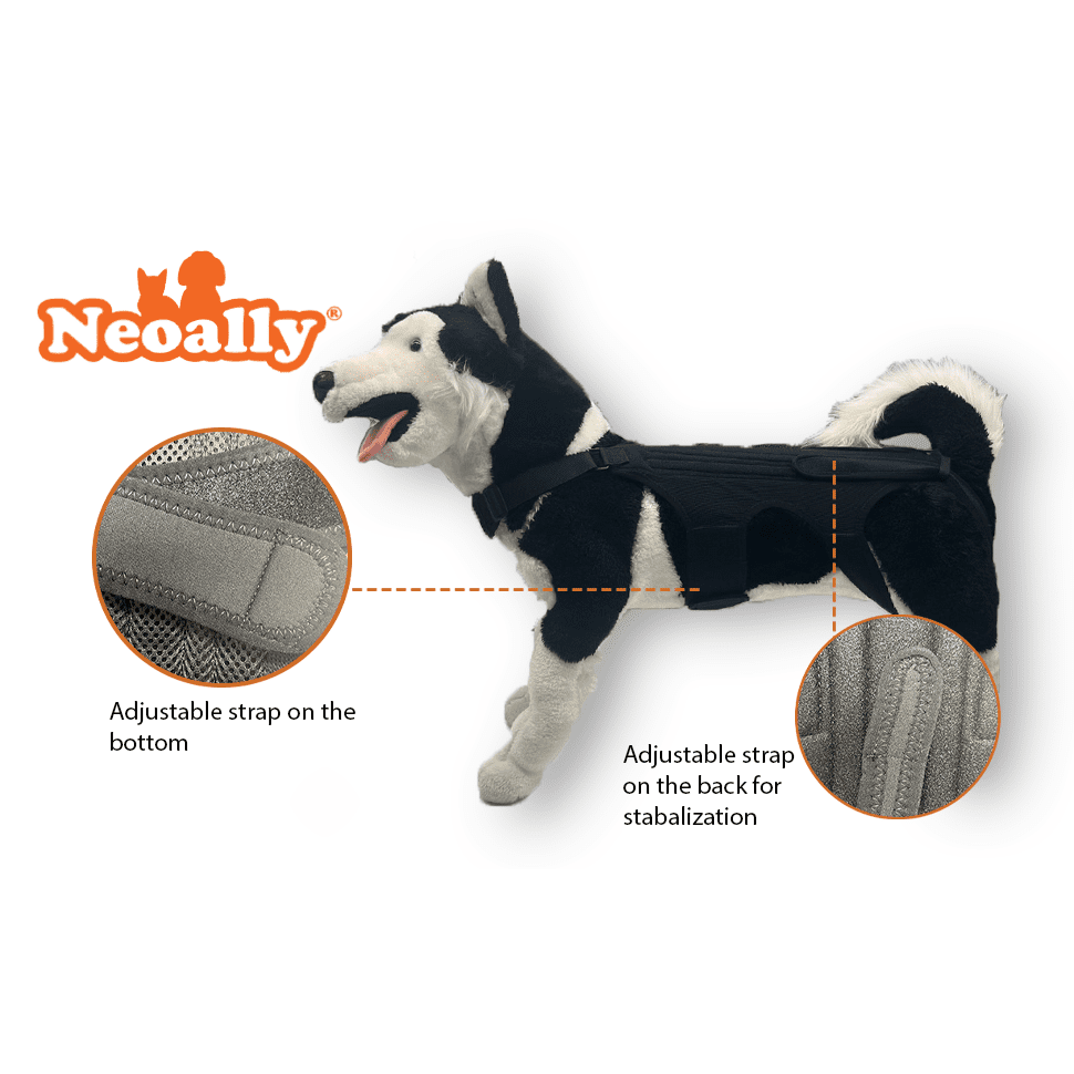 NeoAlly Orthèse dorsale pour chiens avec inserts pour un soutien supplémentaire