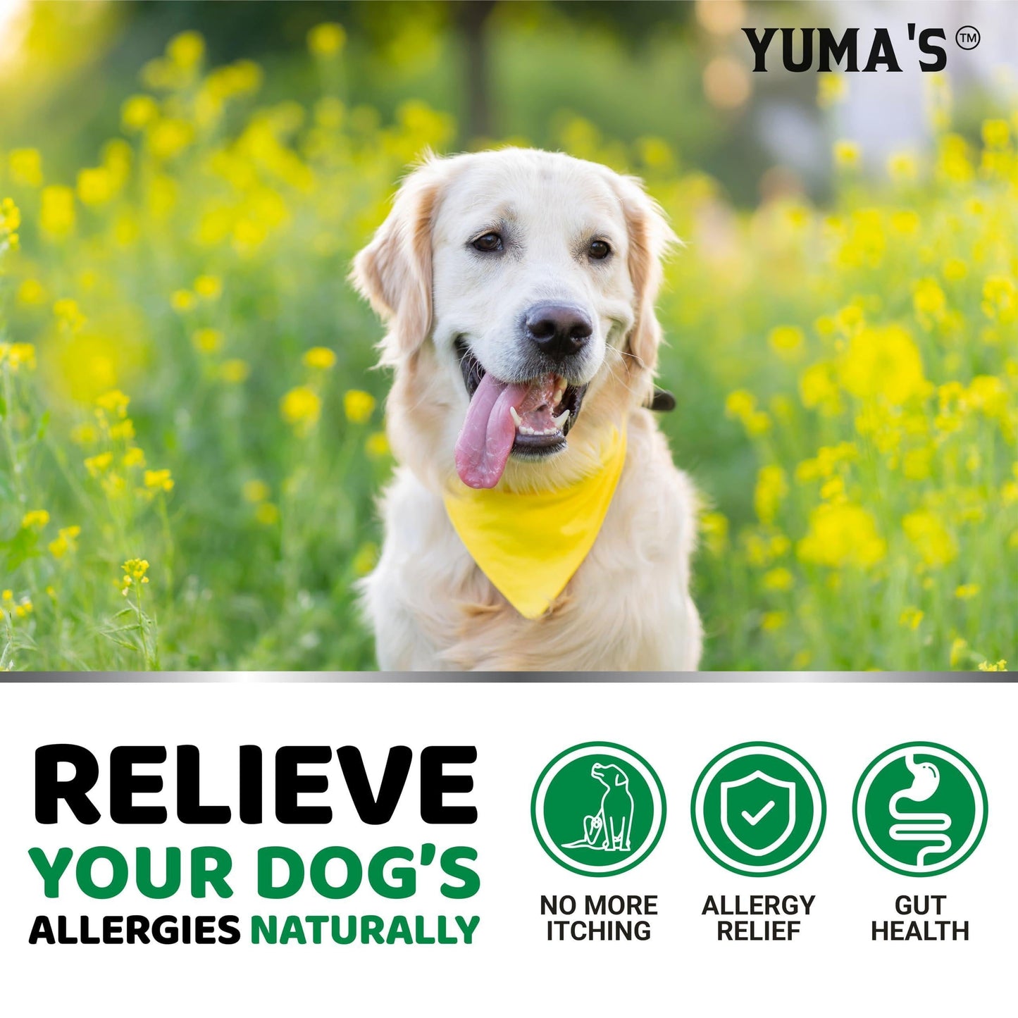 Dog Allergy Relief Chews 170 Count Itchy Skin Relief