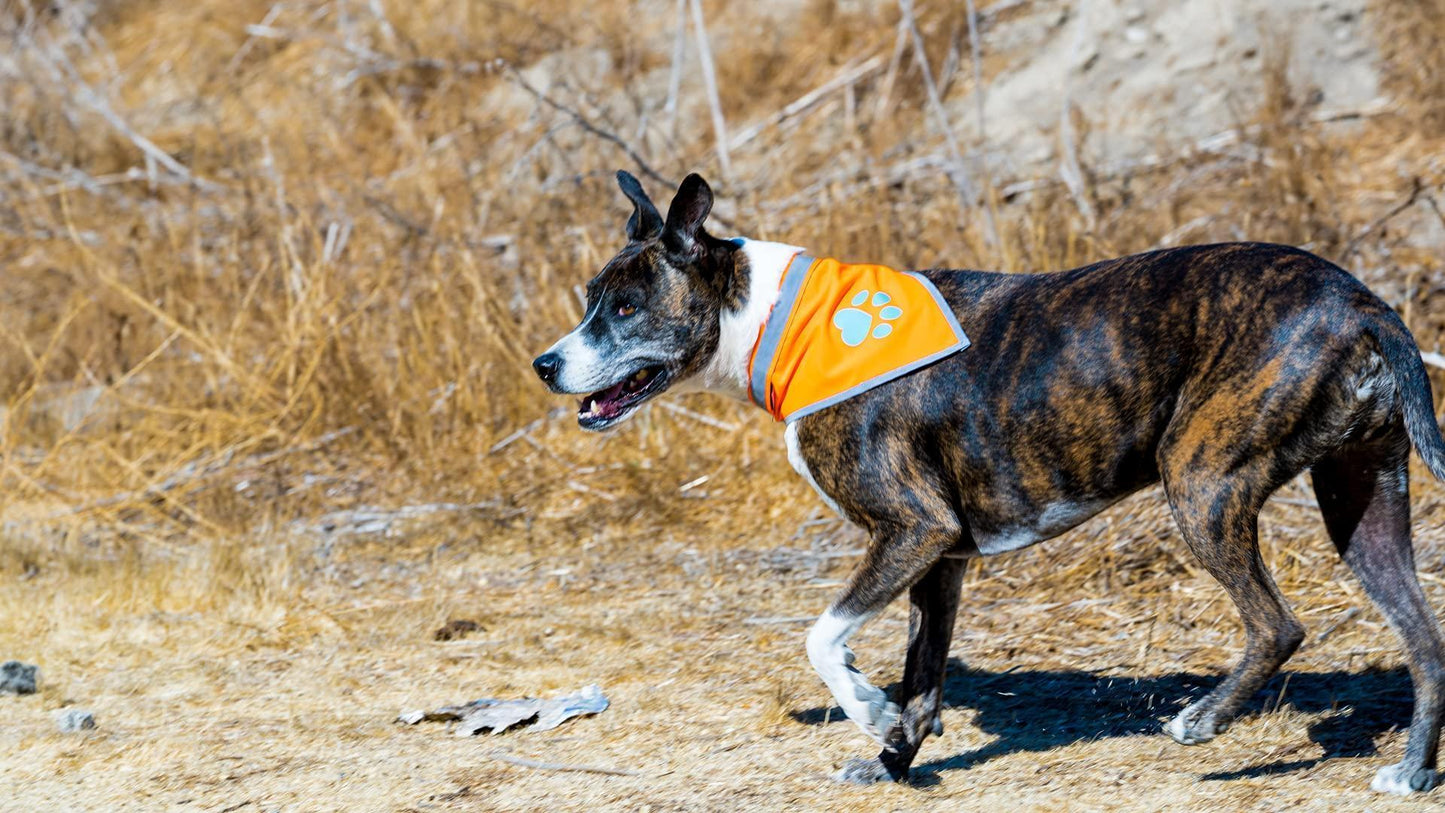 Orange Dog Bandana Chest Size 24.5 Inch Neck Size 22 inch Hi Visibility