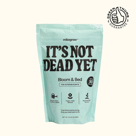 Bloom & Bed