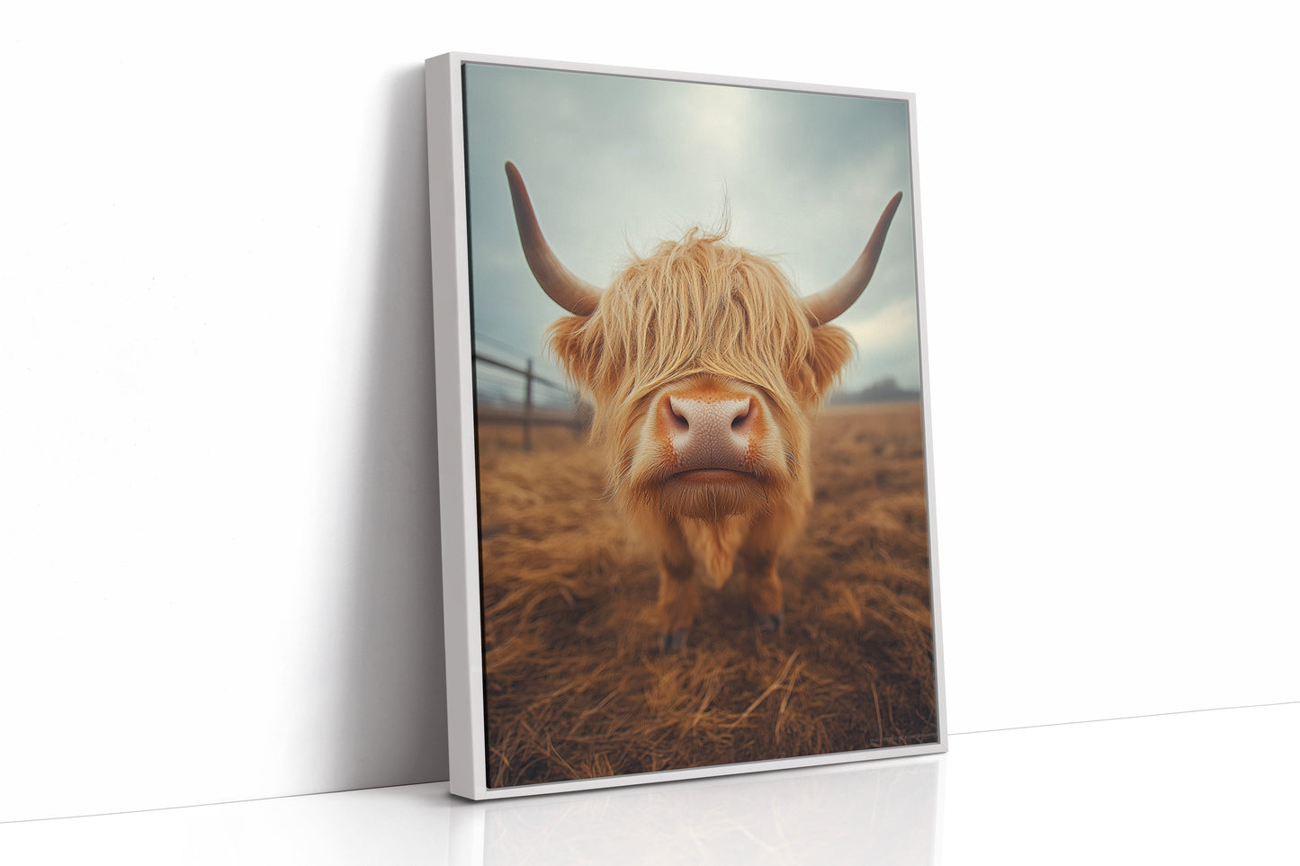 Golden Fluff and Attitude Highland Cattle