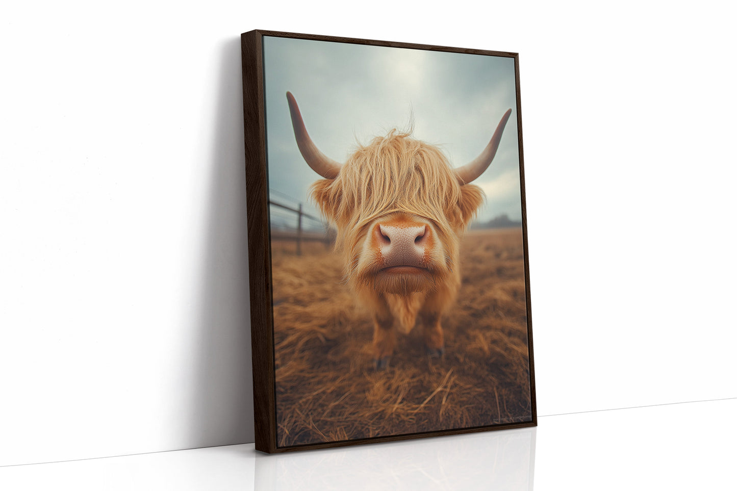 Golden Fluff and Attitude Highland Cattle