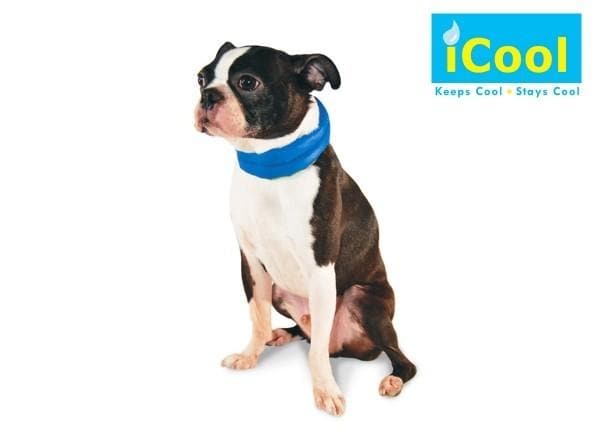 iCool Pet Scarf