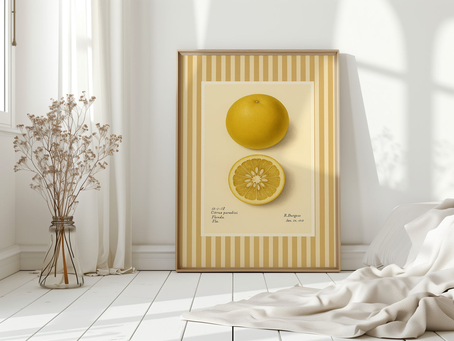 Illustrations Botaniques Vintage de Pamplemousse de Floride