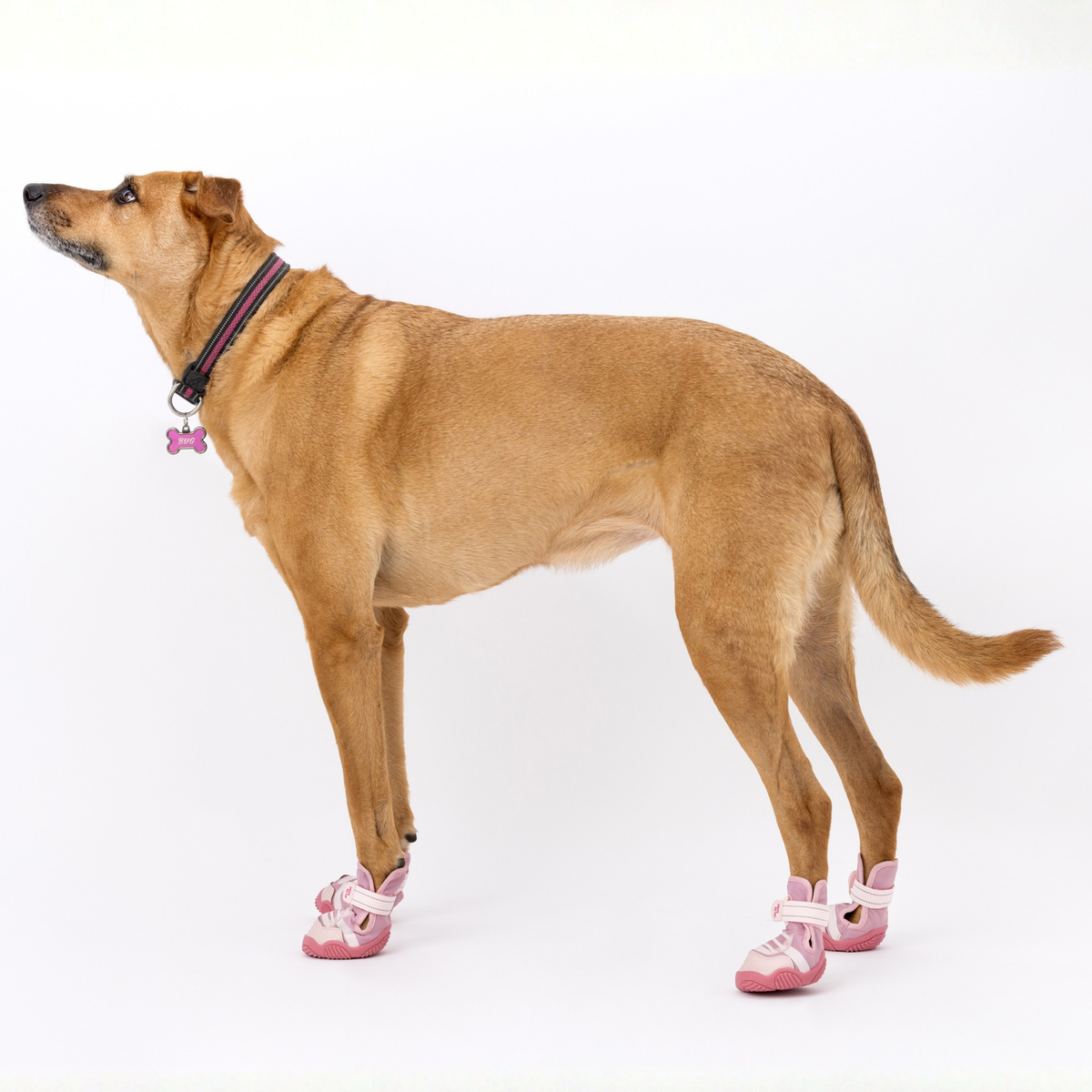 Der Kai-Hundesneaker