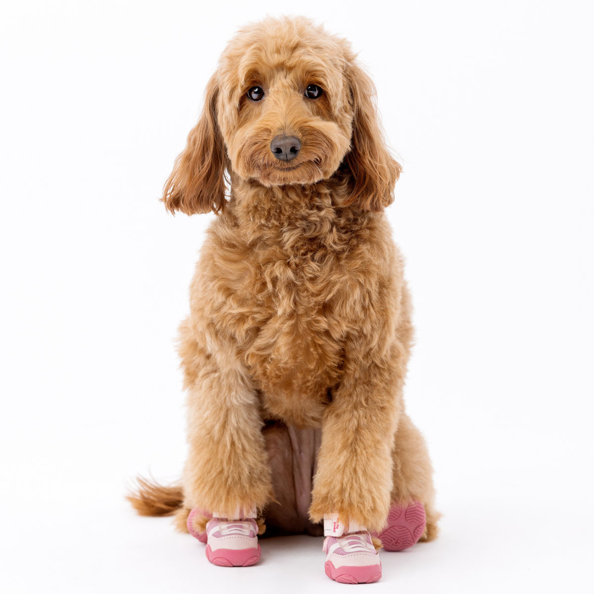 Der Kai-Hundesneaker