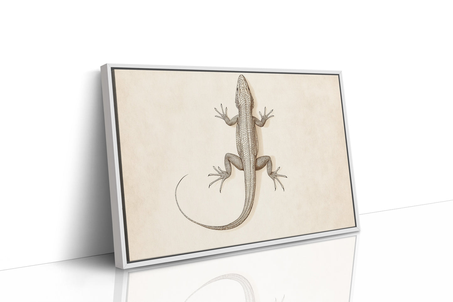 Desert Dweller – Vintage Lizard Scientific Illustration Print