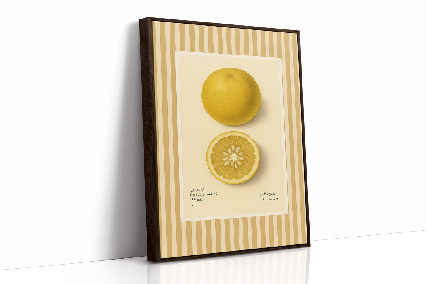 Illustrations Botaniques Vintage de Pamplemousse de Floride