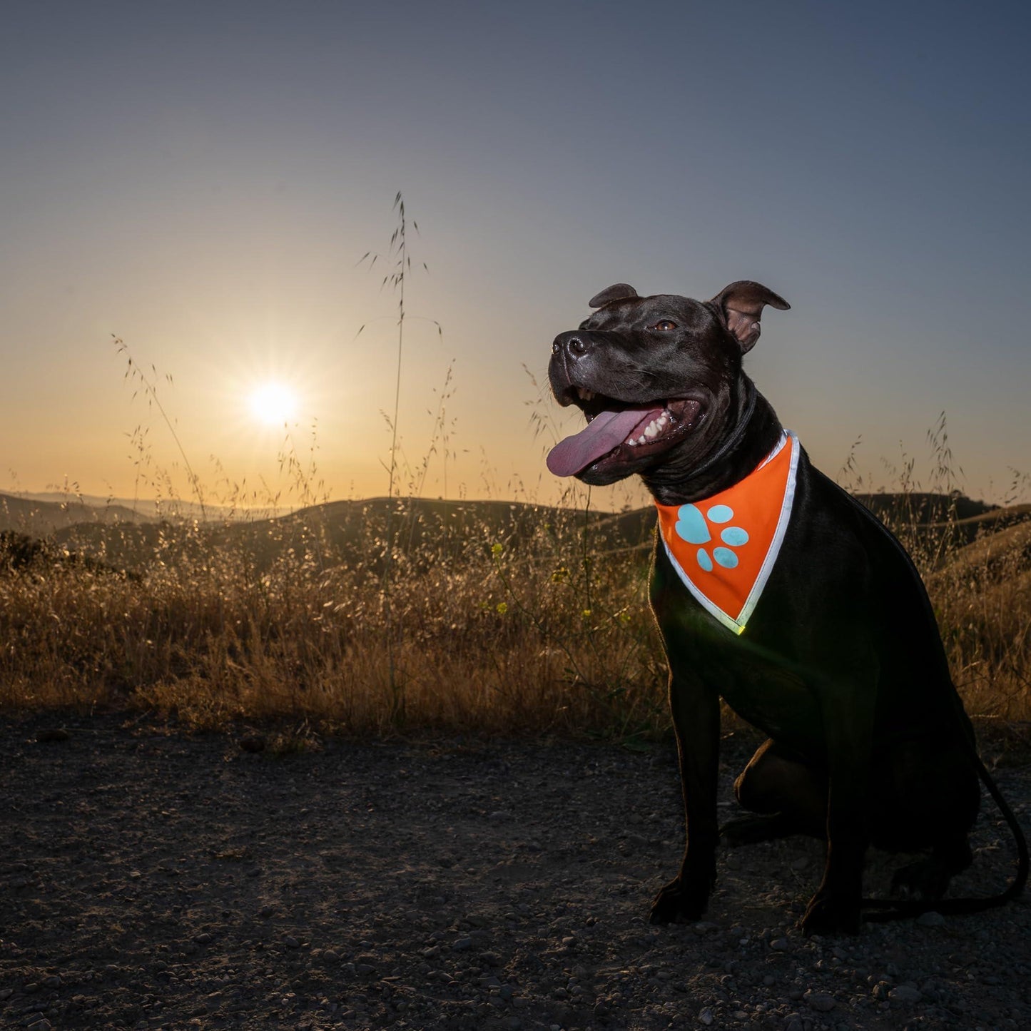 Orange Dog Bandana Neck Size 10 inch S Size Hi Visibility Reflective Blaze