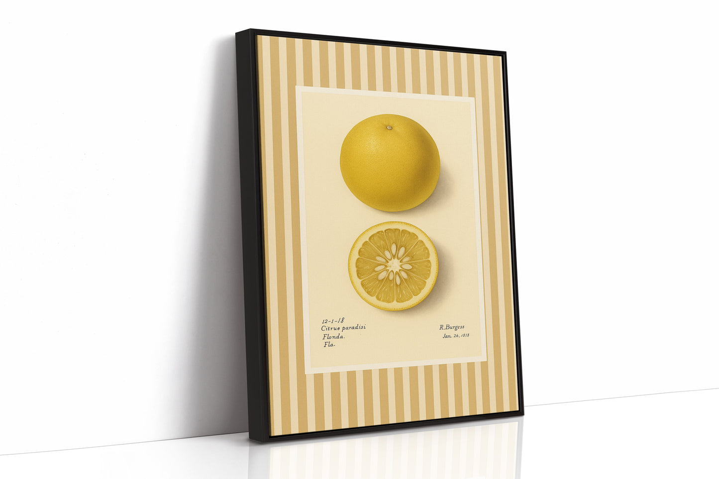 Illustrations Botaniques Vintage de Pamplemousse de Floride