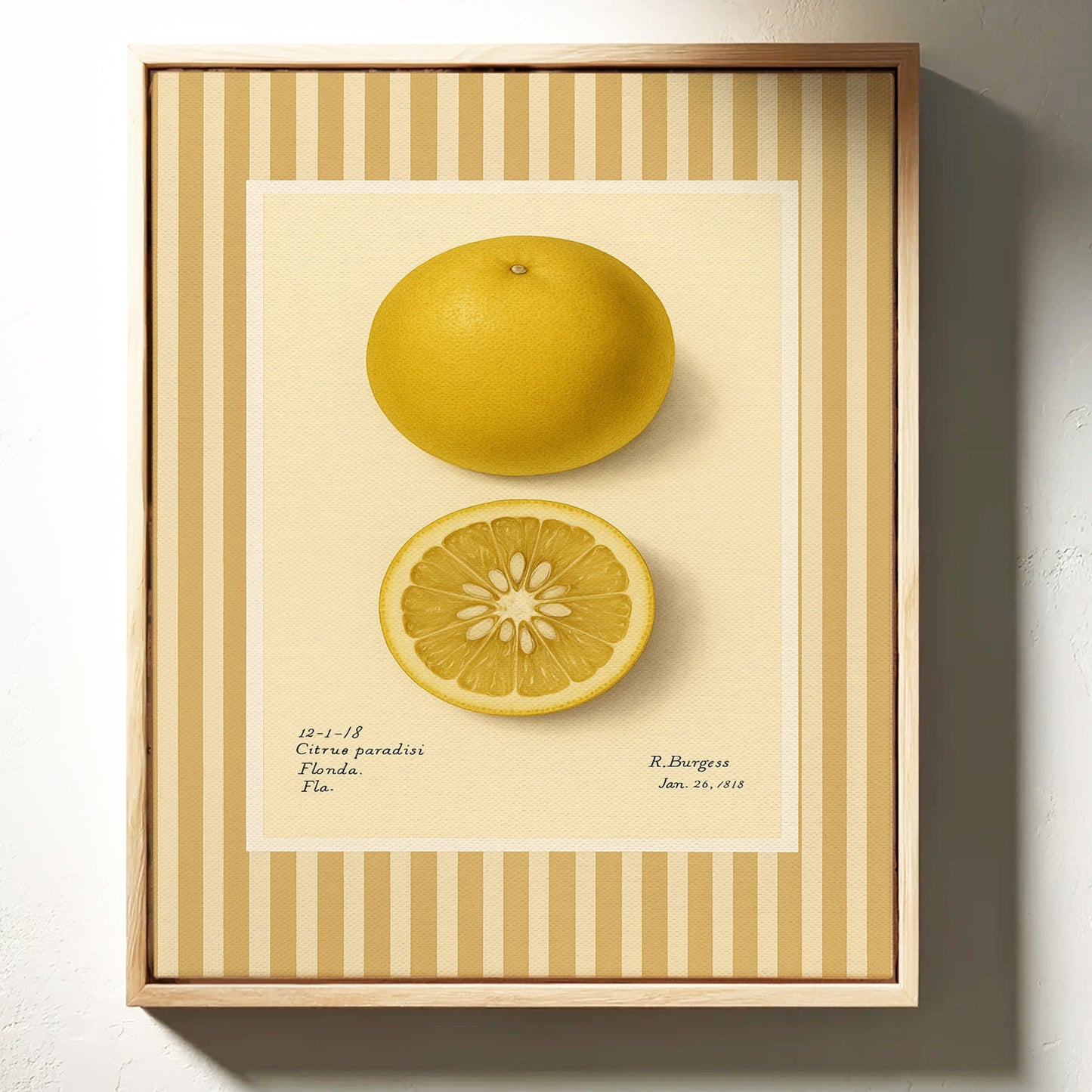 Illustrations Botaniques Vintage de Pamplemousse de Floride