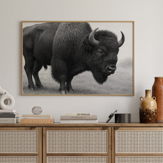 Bison d'Amérique