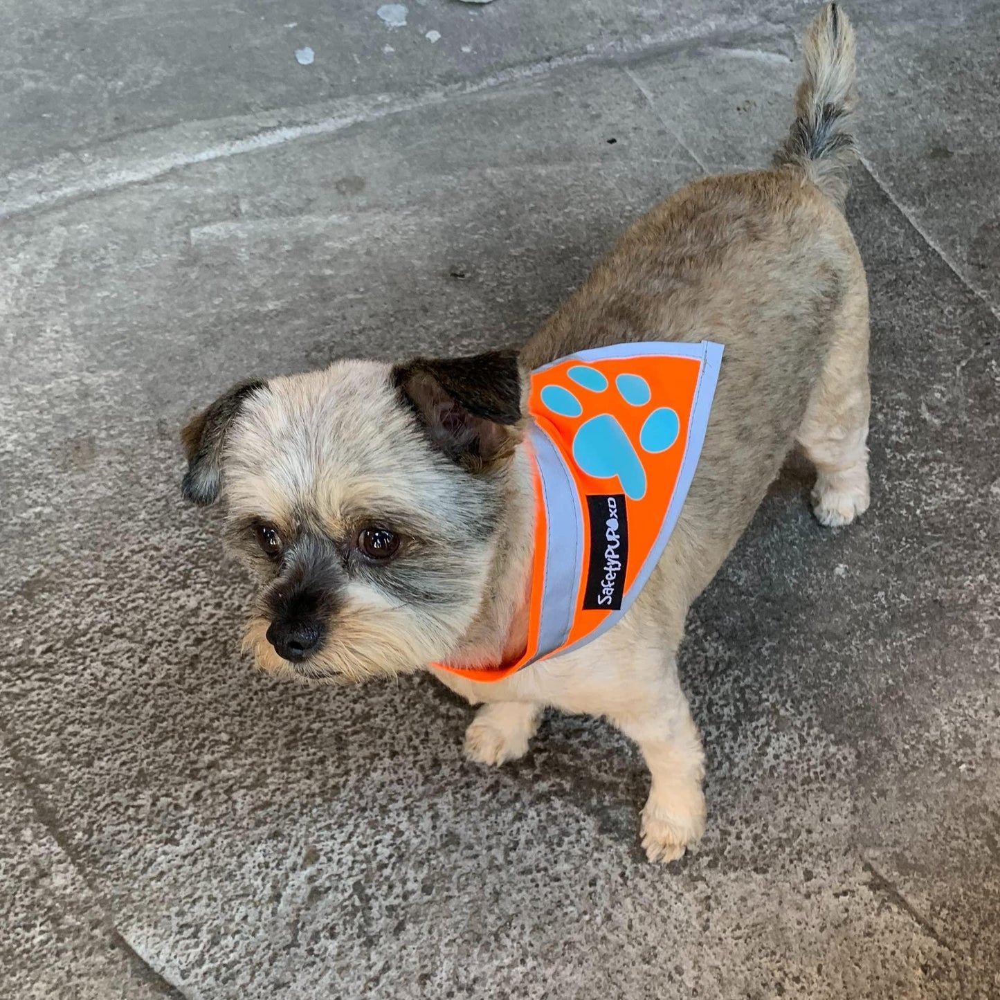 Orange Dog Bandana Neck Size 10 inch S Size Hi Visibility Reflective Blaze