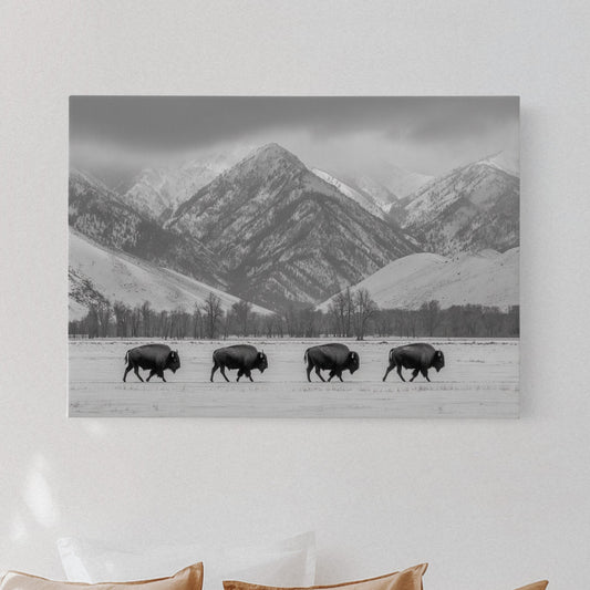 Where the Buffalo Roam