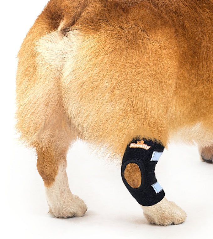 Attelle de soutien pour patte arrière de chien NeoAlly avec sangles réfléchissantes de sécurité pour petits chiens [Version courte]