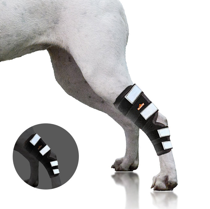 Genouillère arrière pour chien NeoAlly avec sangles réfléchissantes de sécurité pour grands chiens [Version longue]