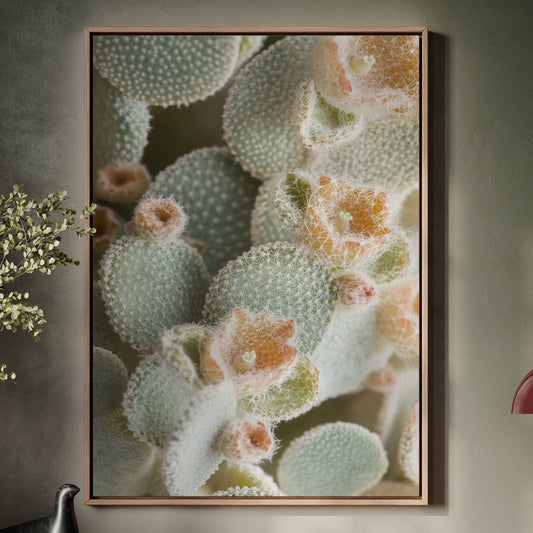 Soft Bloom on Fuzzy Desert Cactus