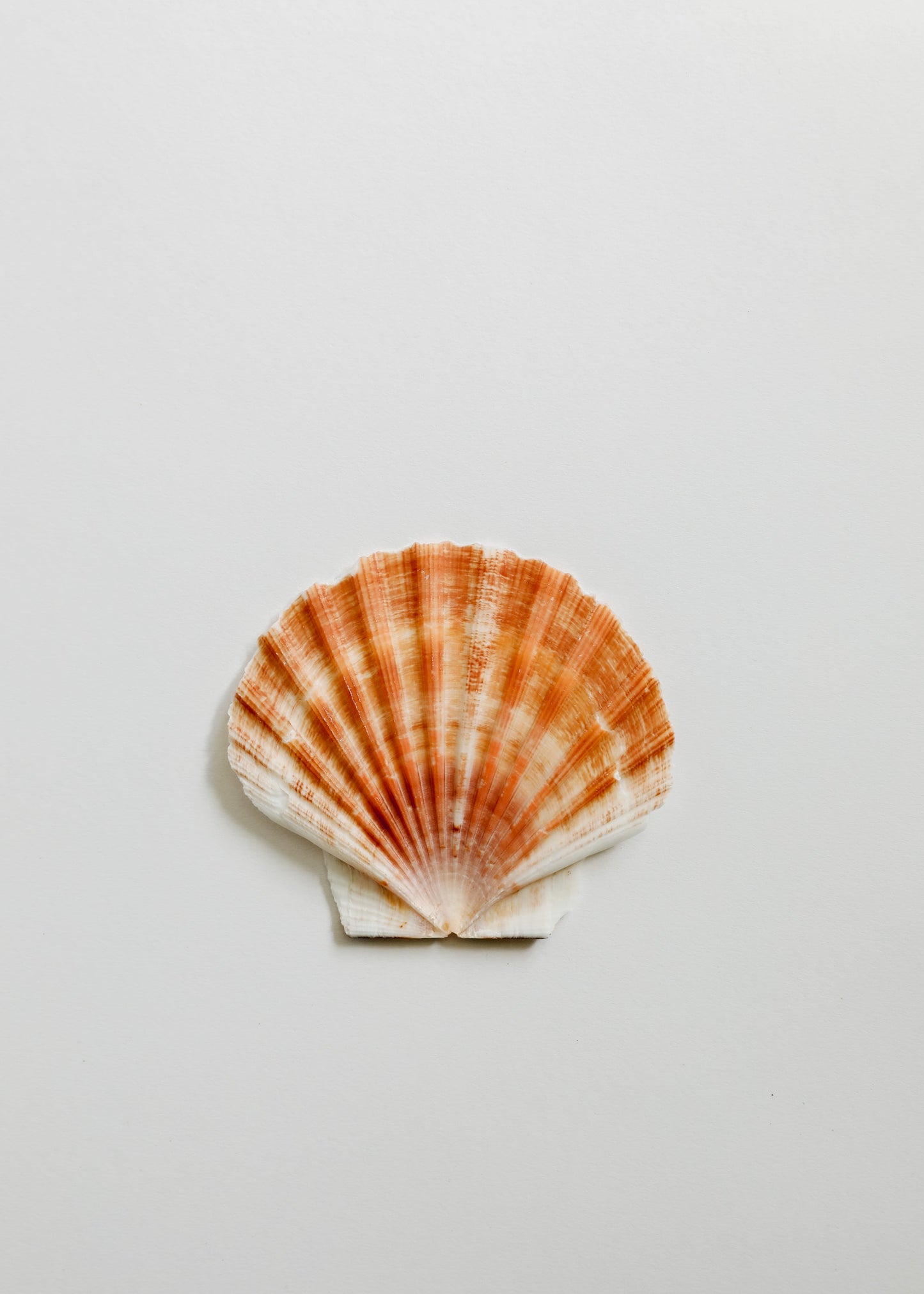 Coquillage