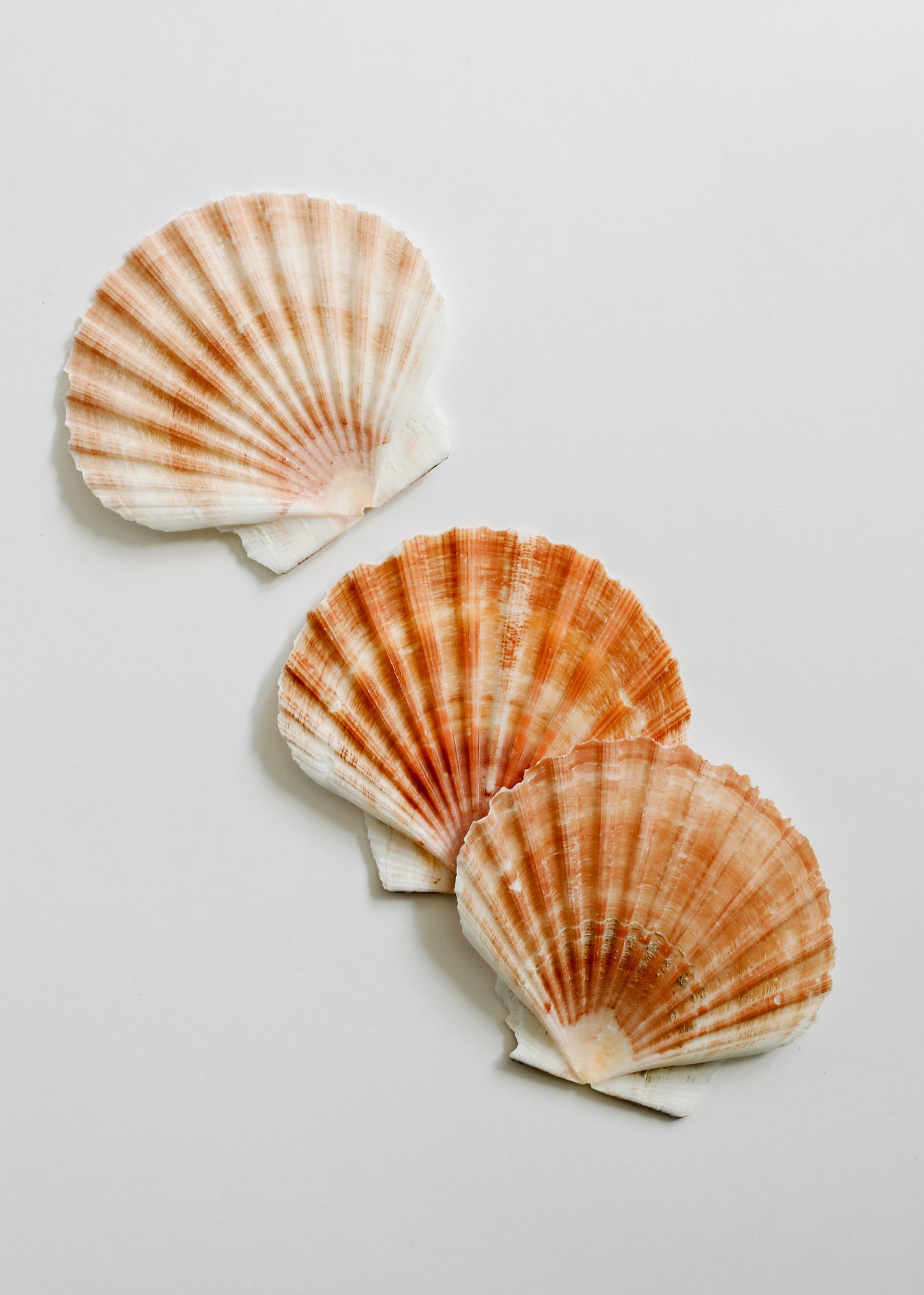 Coquillage