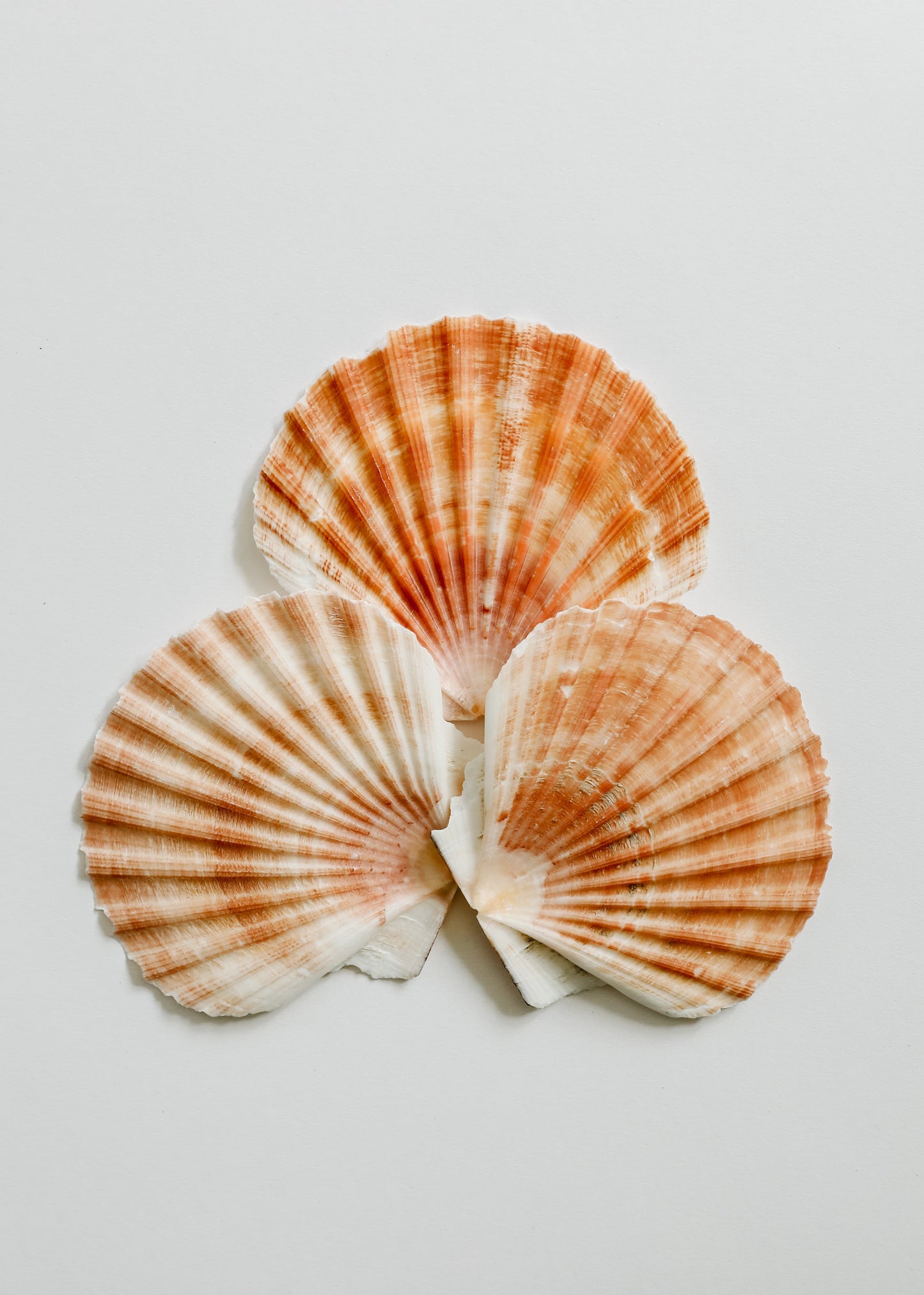 Coquillage