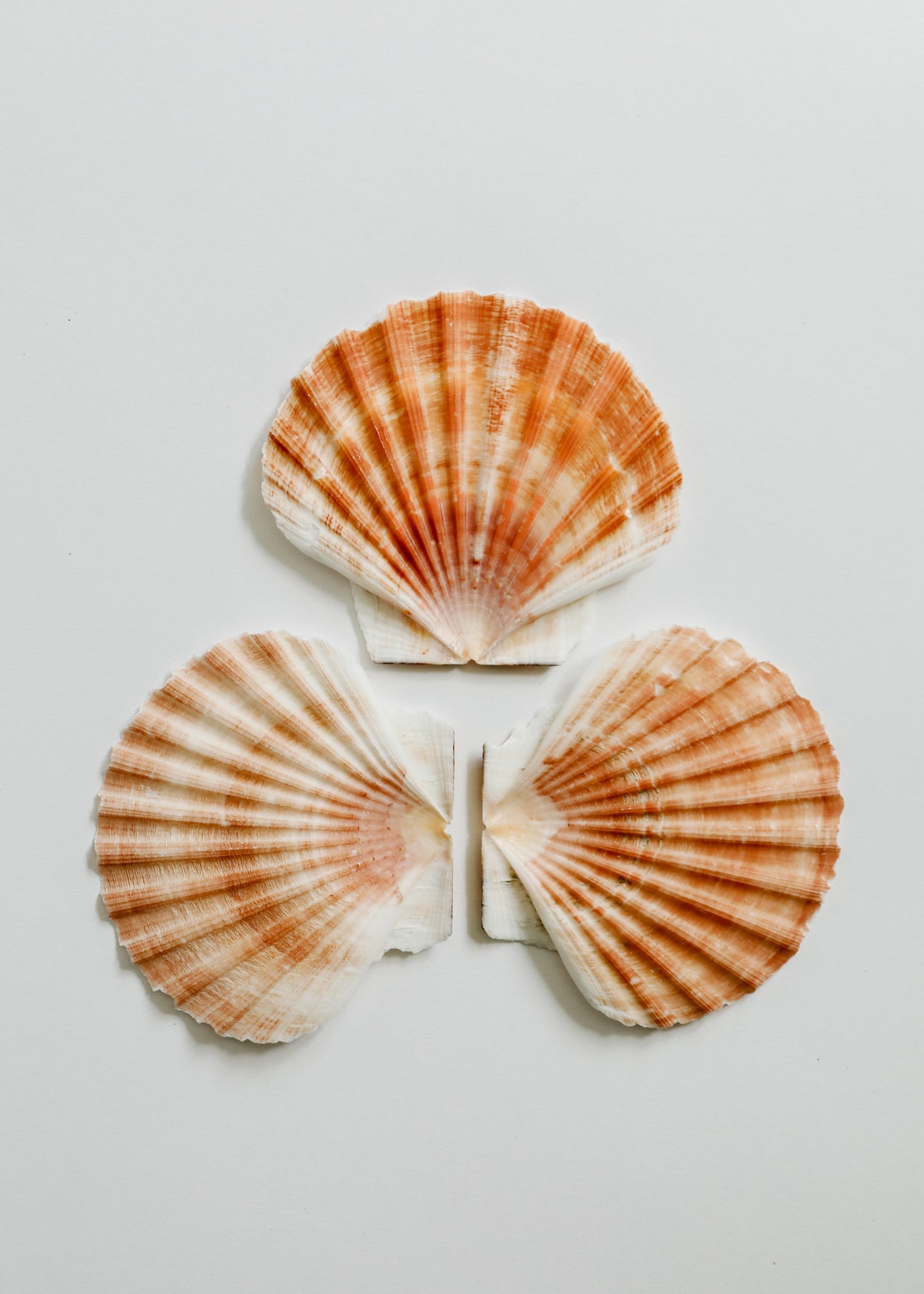 Coquillage