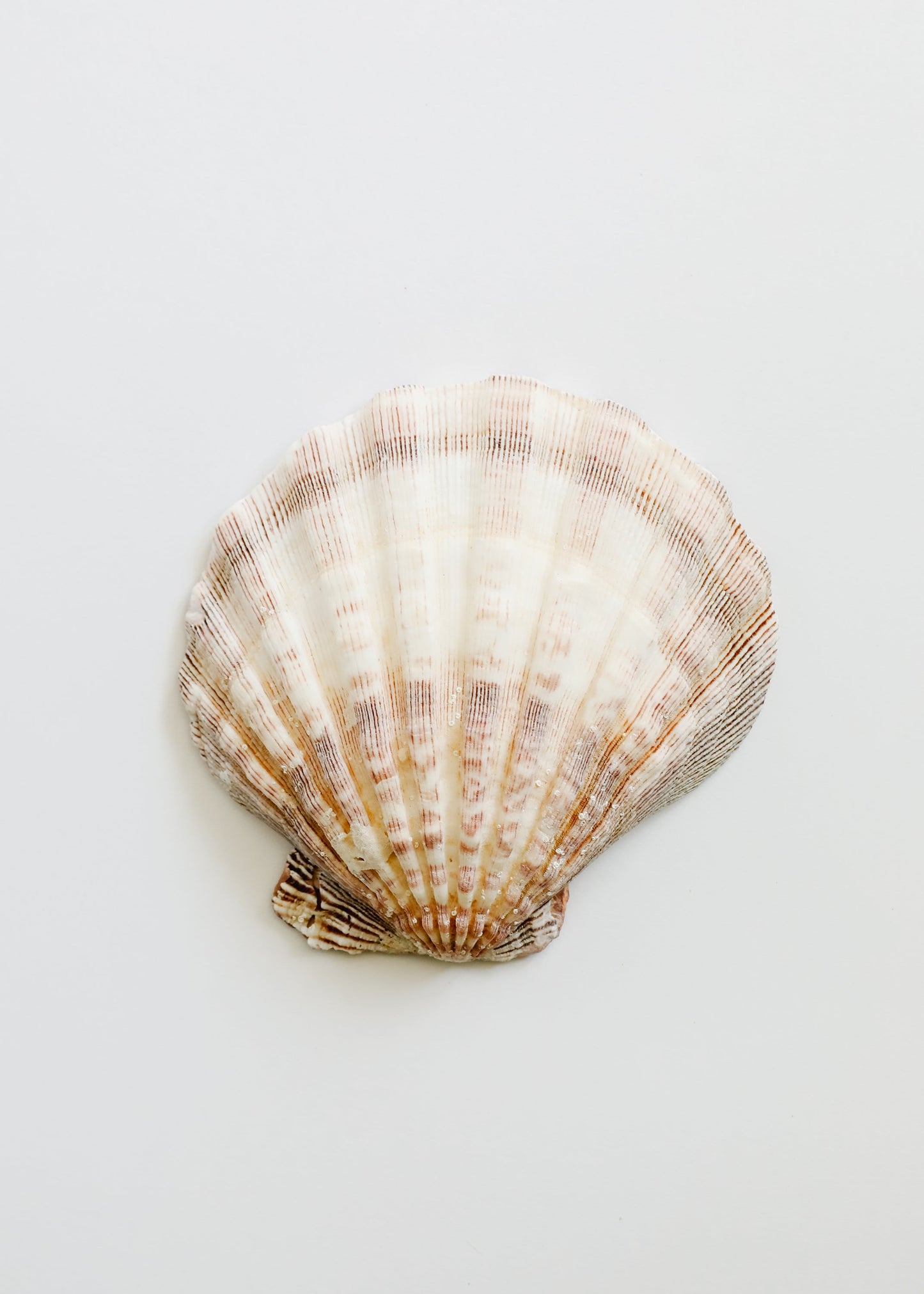 Coquillage