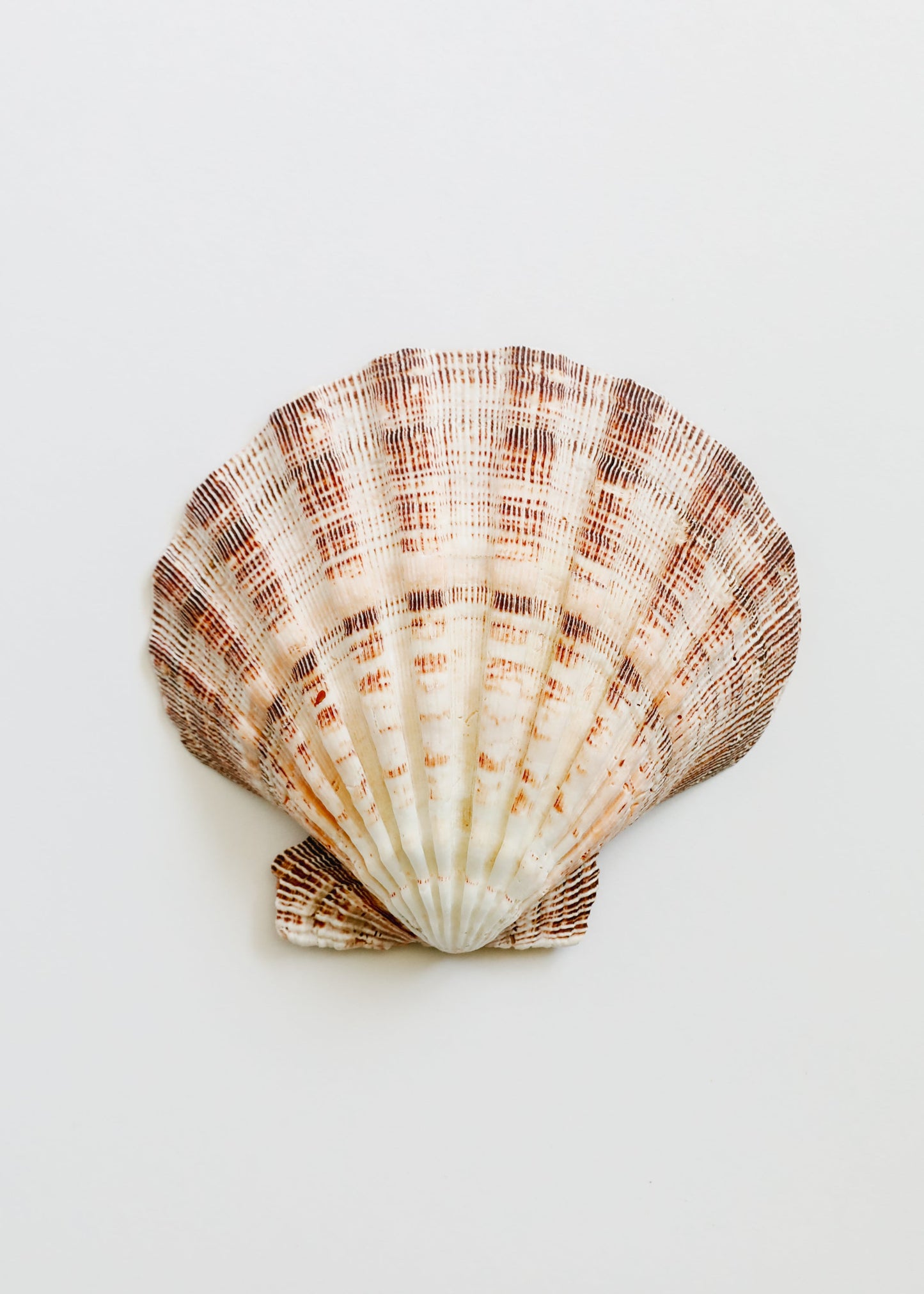 Coquillage