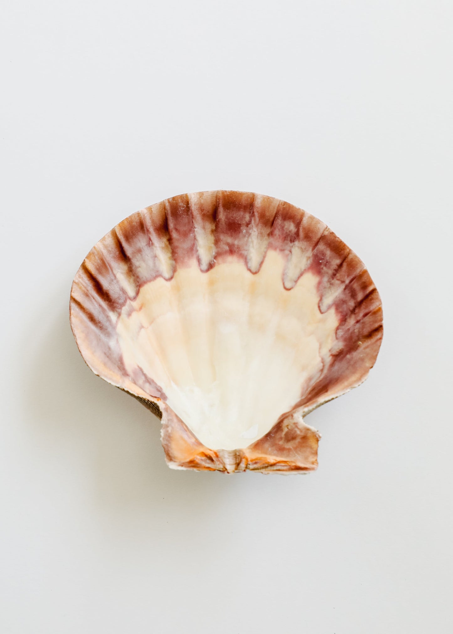 Coquillage