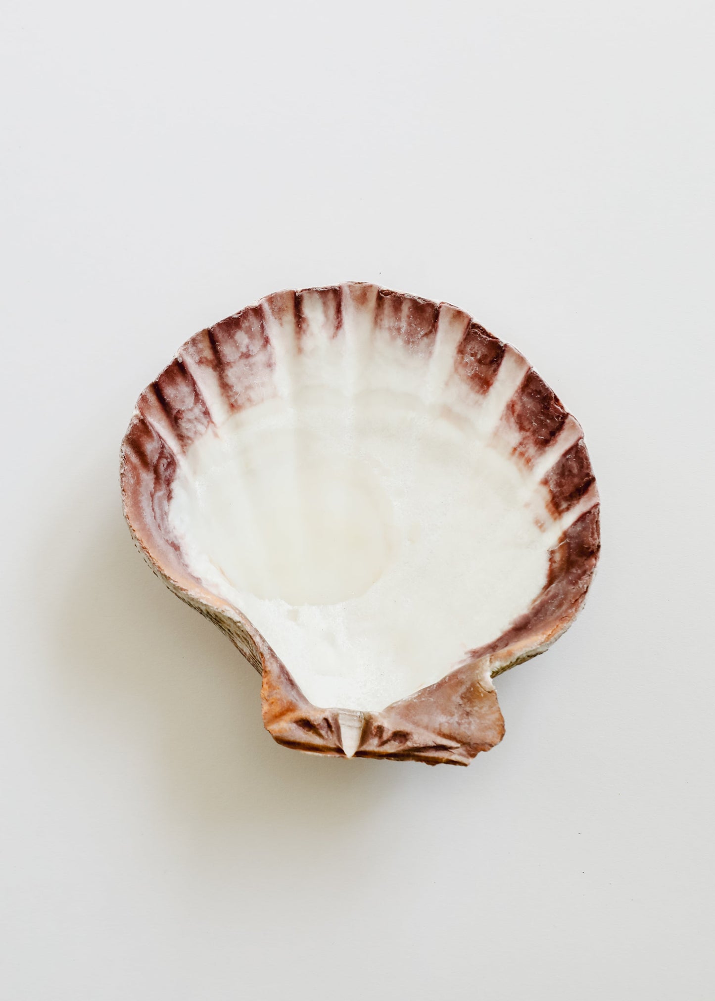 Coquillage