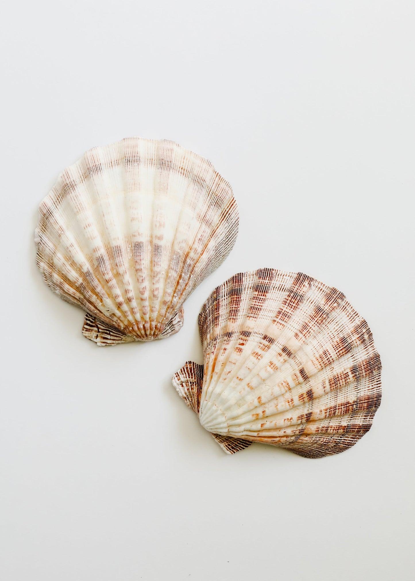 Coquillage