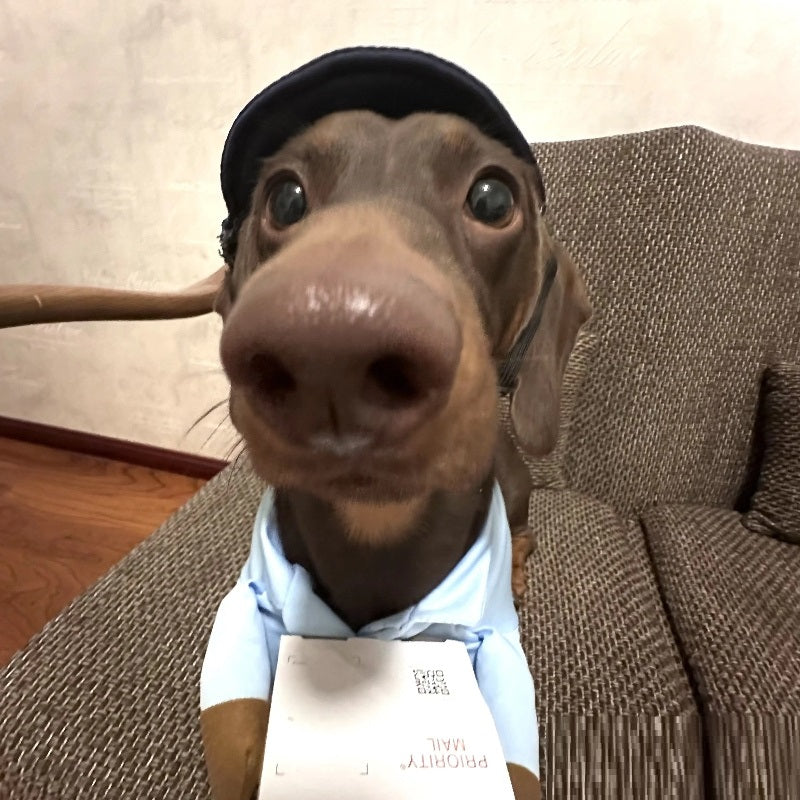 Dog Express Pet Costume Small Dog Halloween Clothing