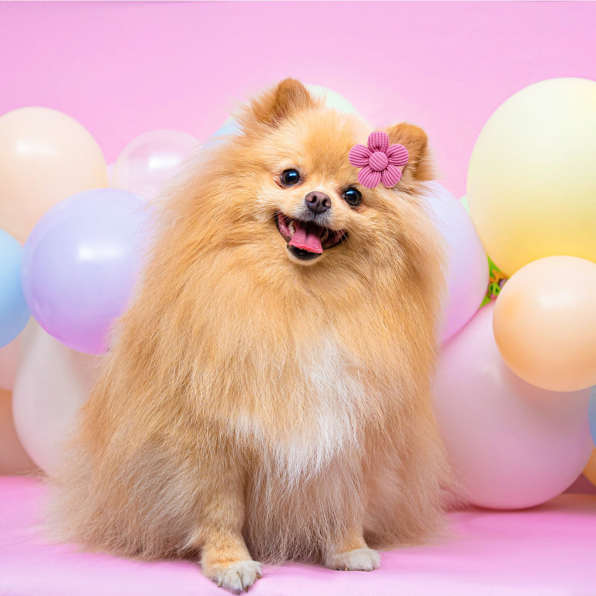 Pet Headdress Flower Spring Flower Solid Color Headdress Flower Dog Cat Accessories