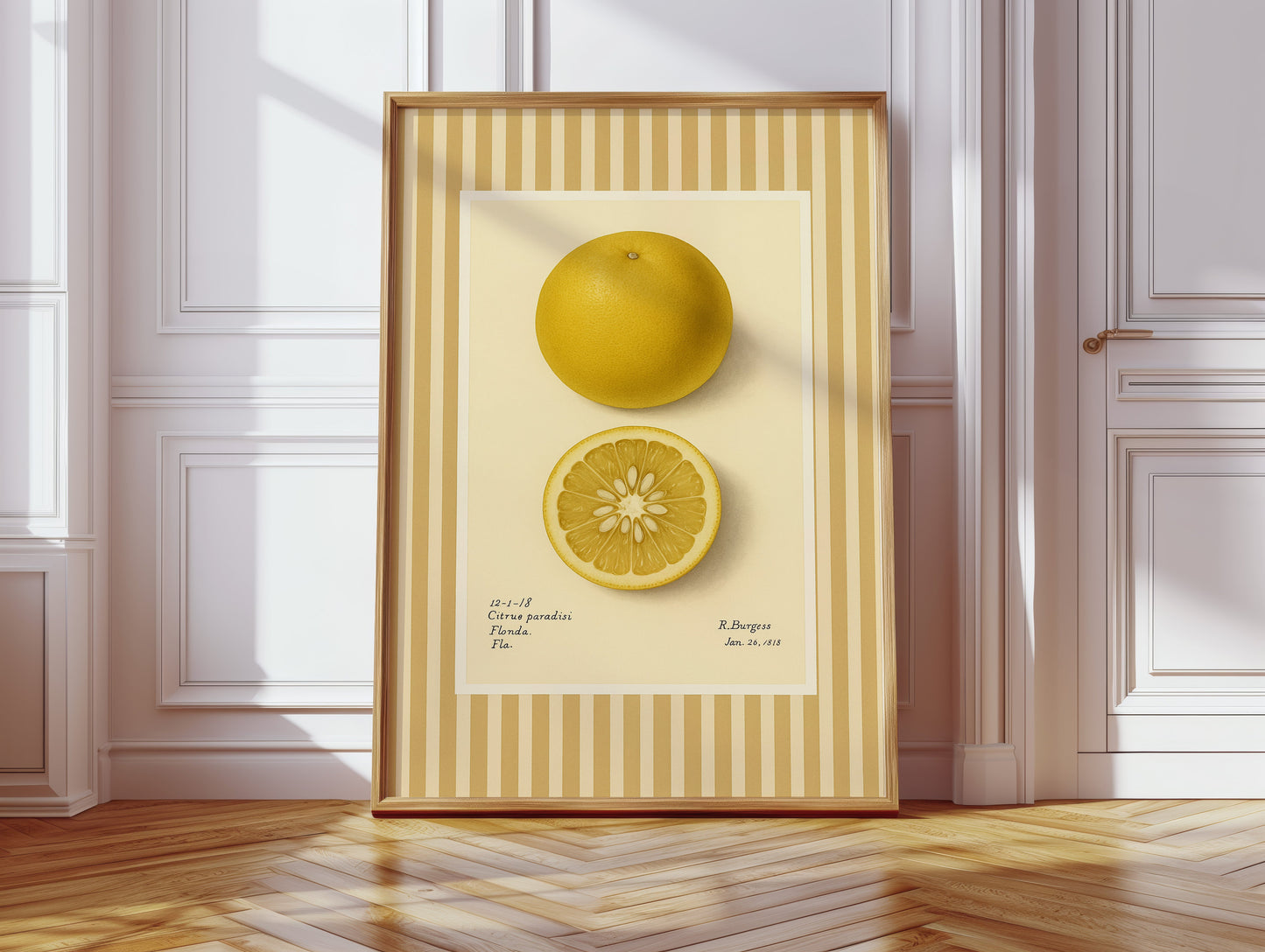 Illustrations Botaniques Vintage de Pamplemousse de Floride