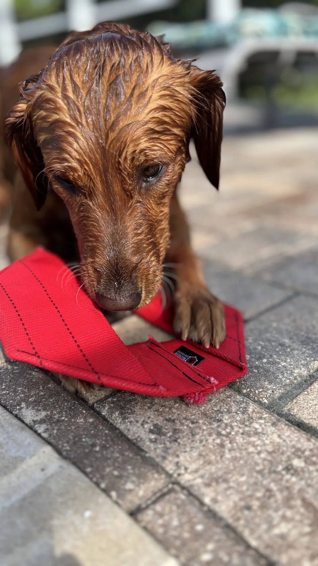 Frisbee pour chien en toile de lance d'incendie
