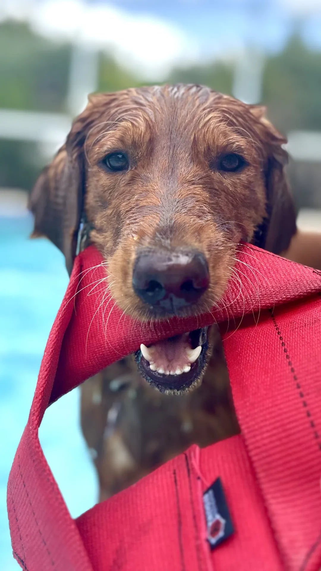 Frisbee pour chien en toile de lance d'incendie