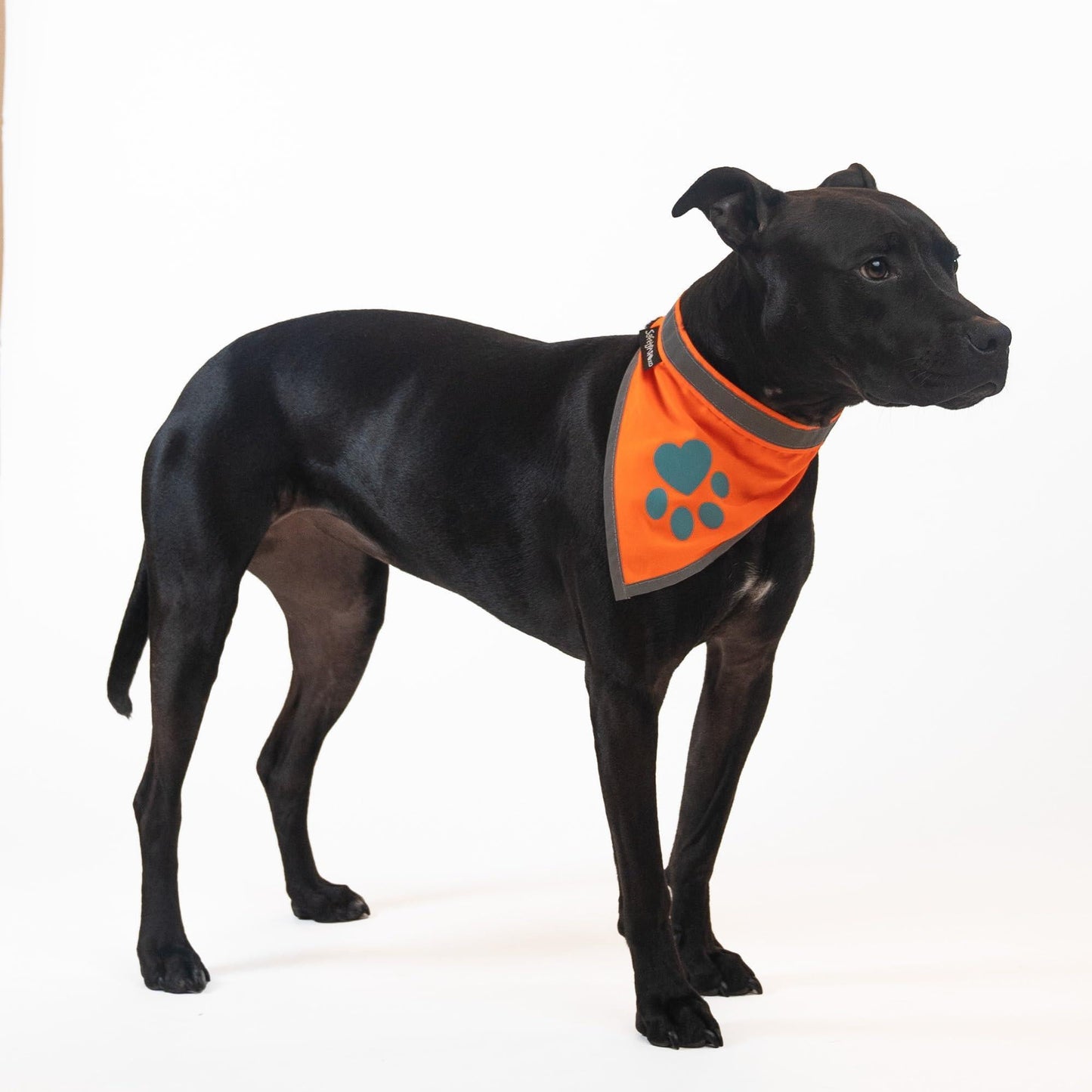 Orange Dog Bandana Neck Size 10 inch S Size Hi Visibility Reflective Blaze