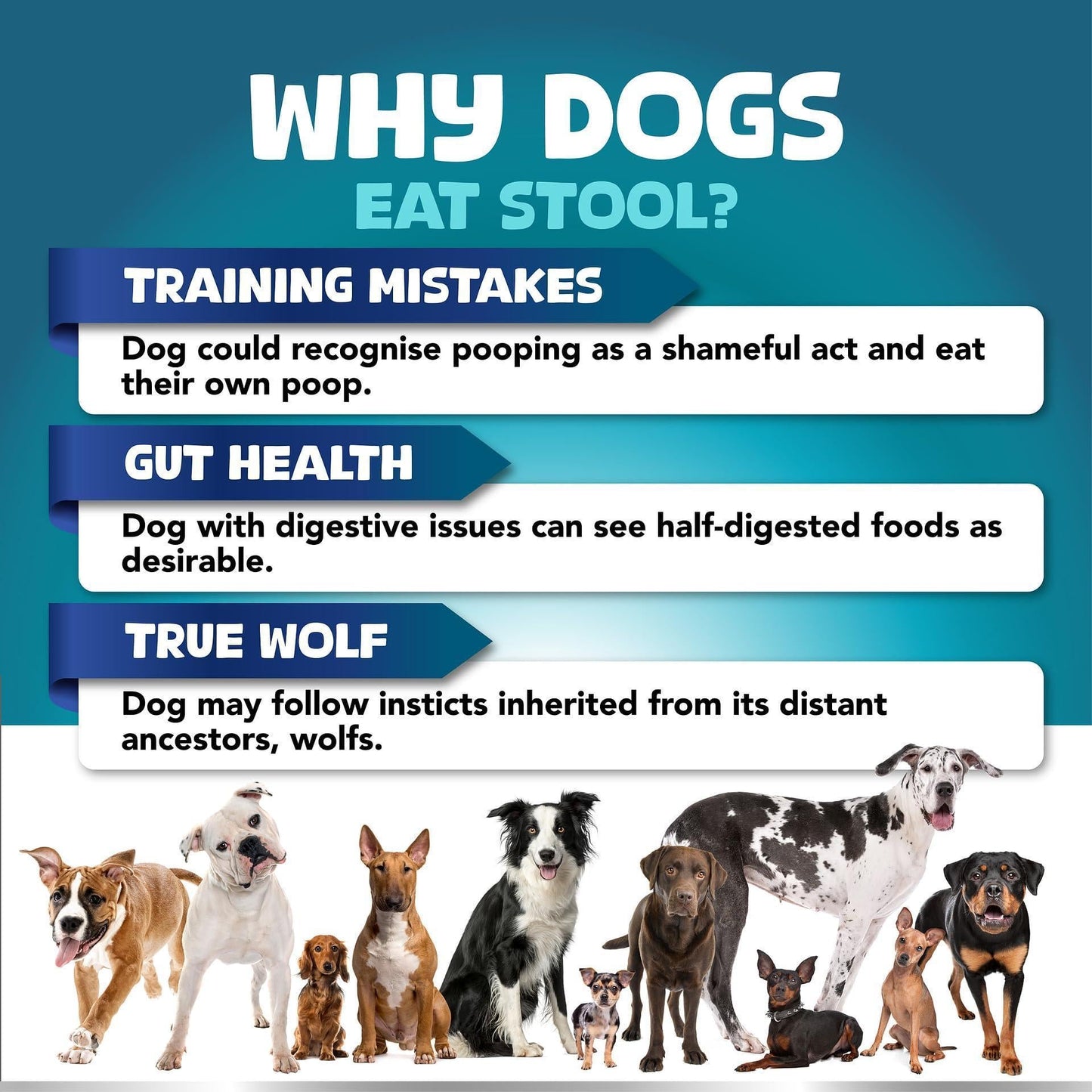No Poo Chews for Dogs Stop Poop Eating Behavior Probiotics and Digestive