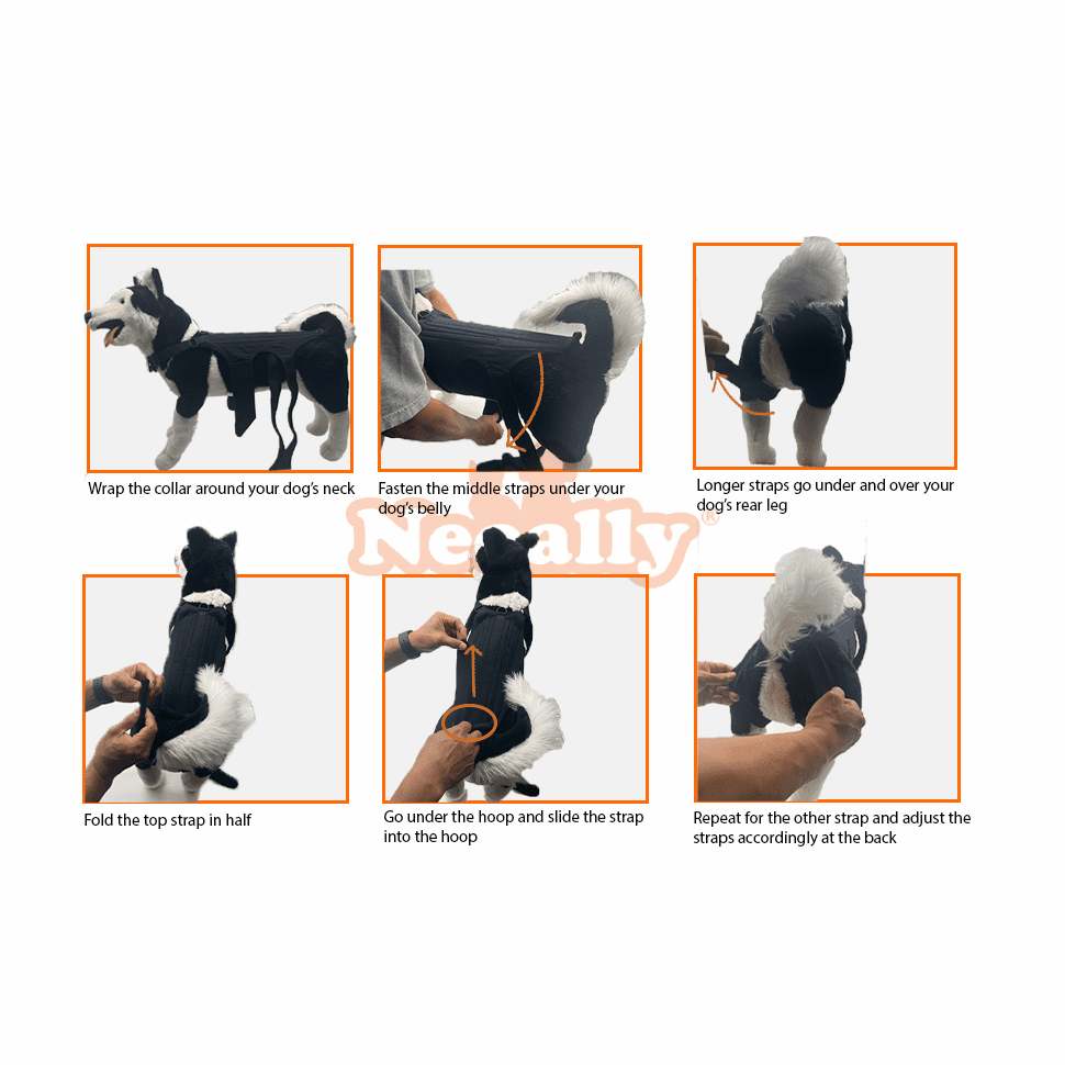 NeoAlly Orthèse dorsale pour chiens avec inserts pour un soutien supplémentaire