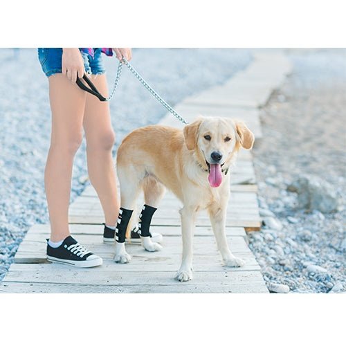 Genouillère arrière pour chien NeoAlly avec sangles réfléchissantes de sécurité pour grands chiens [Version longue]