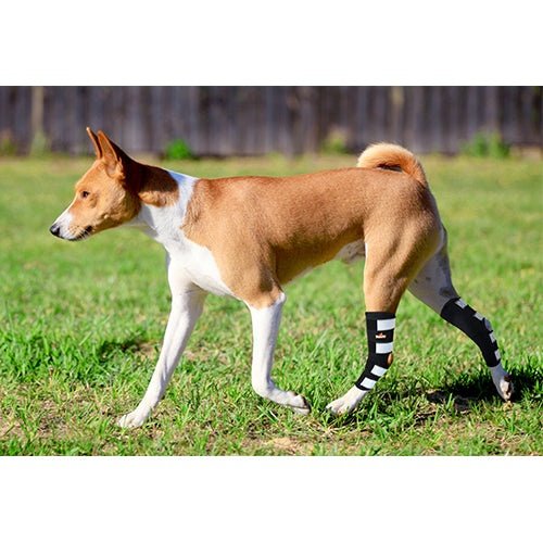NeoAlly Hunde-Hinterbein-Hock-Bandage mit Metallfederstreifen für große Hunde [Lange Version] (Paar)
