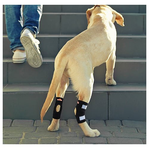 Attelle de soutien pour patte arrière de chien NeoAlly avec sangles réfléchissantes de sécurité pour petits chiens [Version courte]