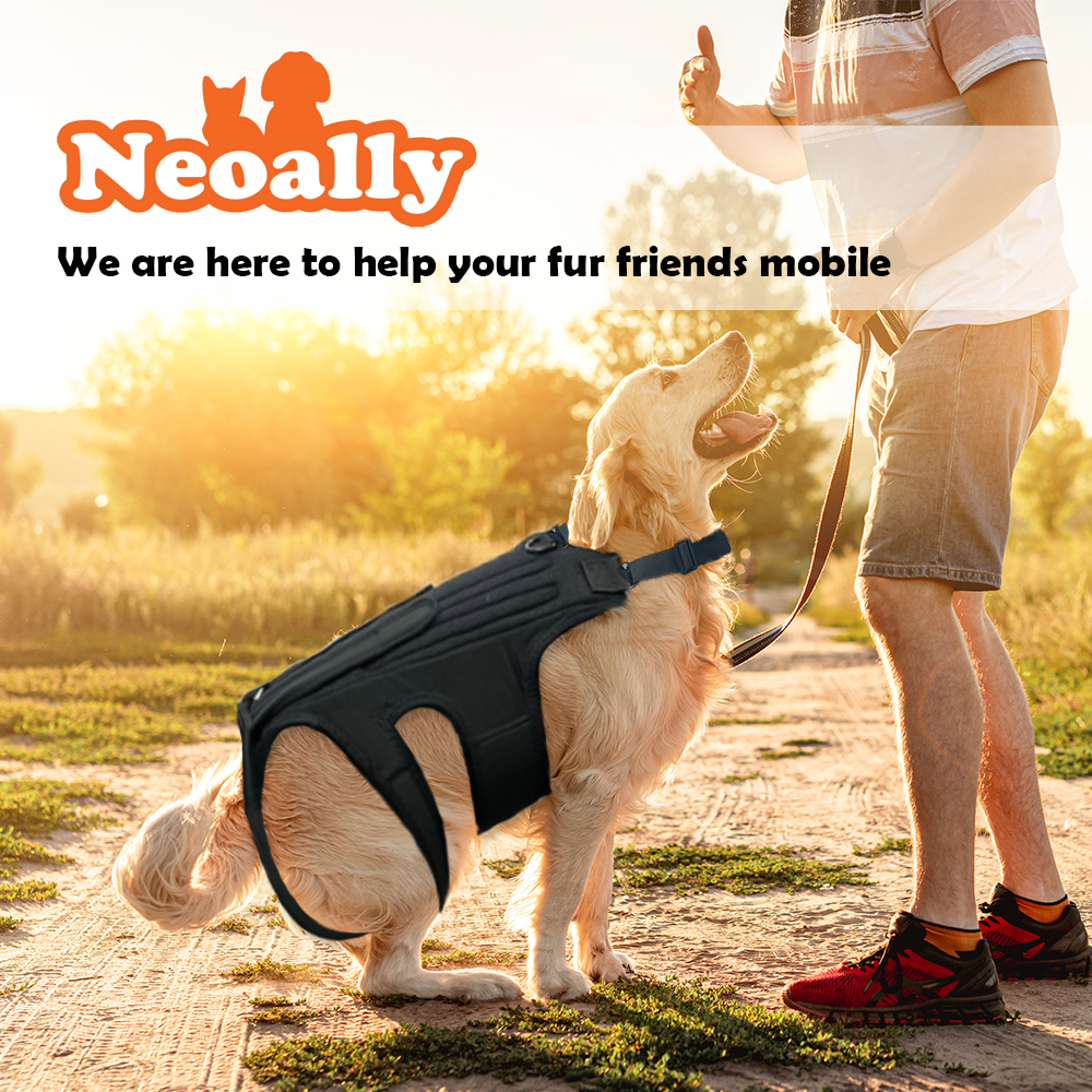 NeoAlly Orthèse dorsale pour chiens avec inserts pour un soutien supplémentaire